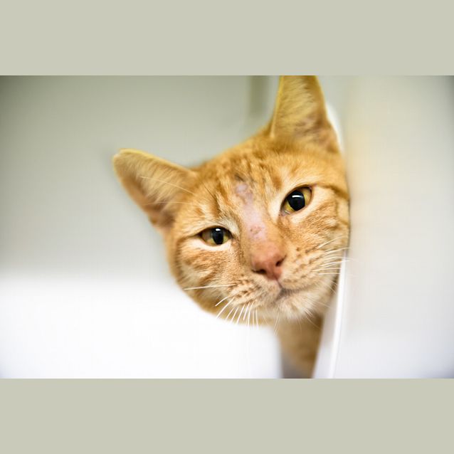 Photo of Mango