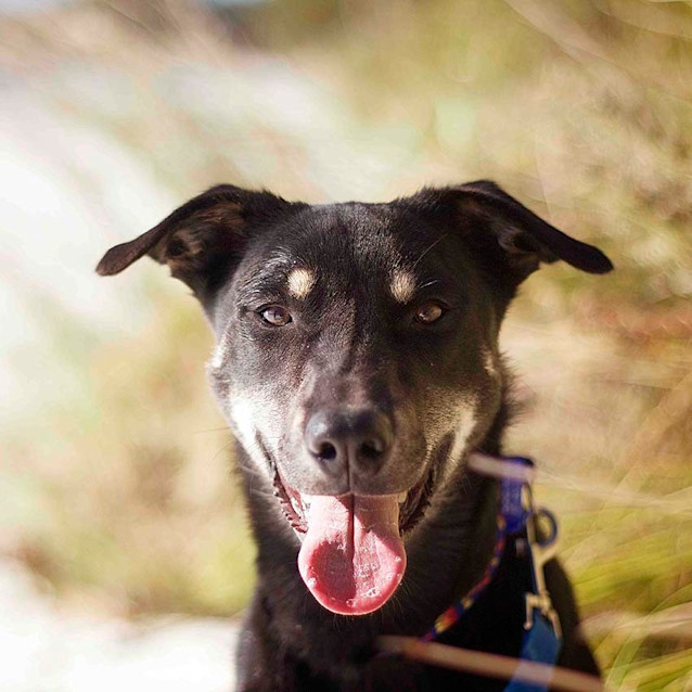 Photo of Jake ~ 7mo Kelpie X Boy (On Trial 26/06/16)