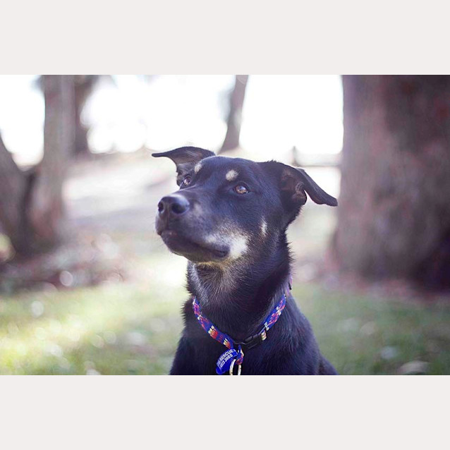Photo of Jake ~ 7mo Kelpie X Boy (On Trial 26/06/16)