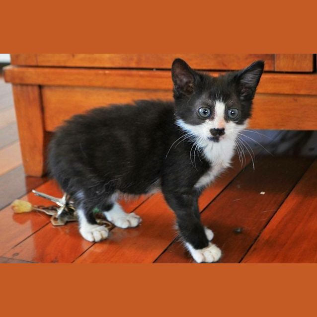 Photo of Mittens 