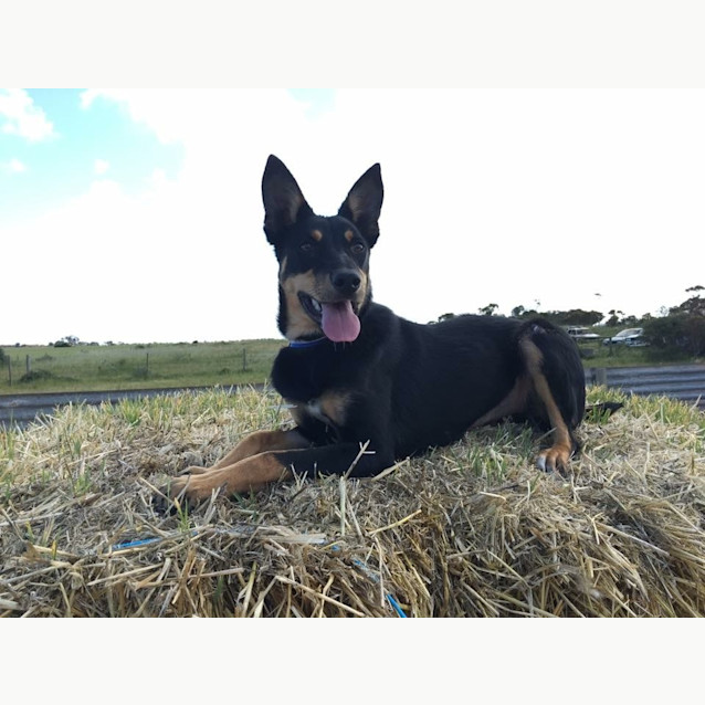 Photo of Ziva