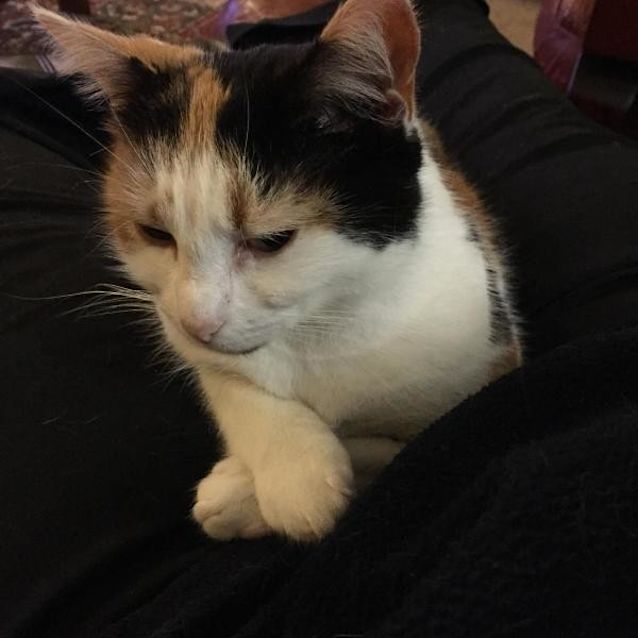 Photo of Miss Kitty 