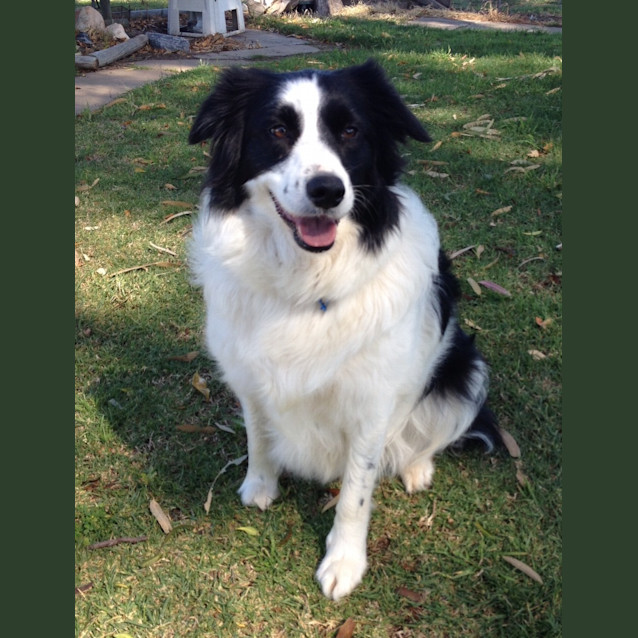 Photo of Honey *On Trial In Her New Home*