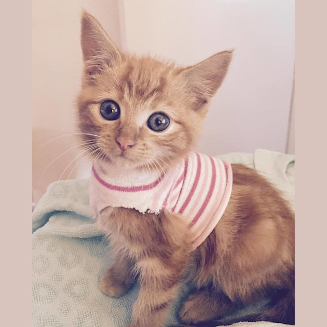 Photo of Teddy