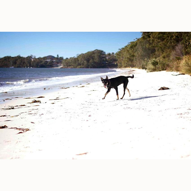 Photo of Jake ~ 7mo Kelpie X Boy (On Trial 26/06/16)