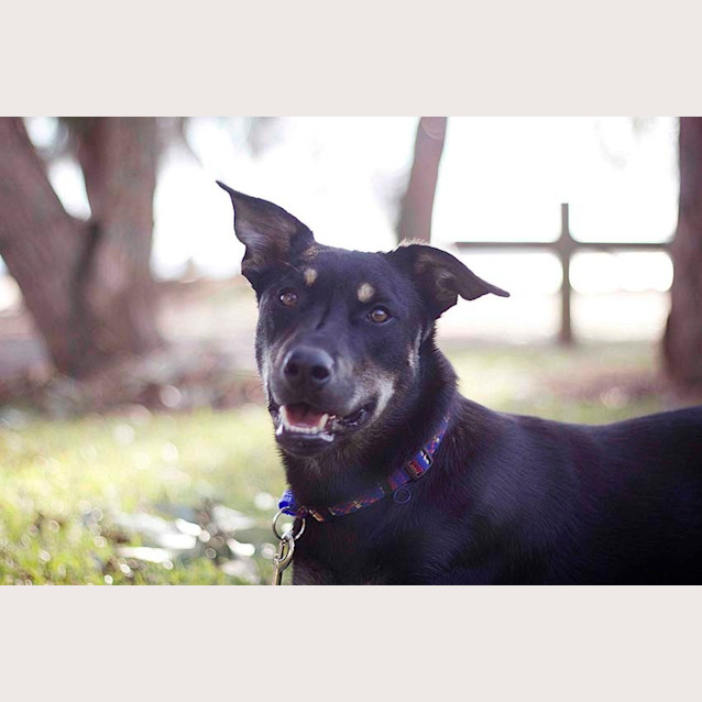 Photo of Jake ~ 7mo Kelpie X Boy (On Trial 26/06/16)