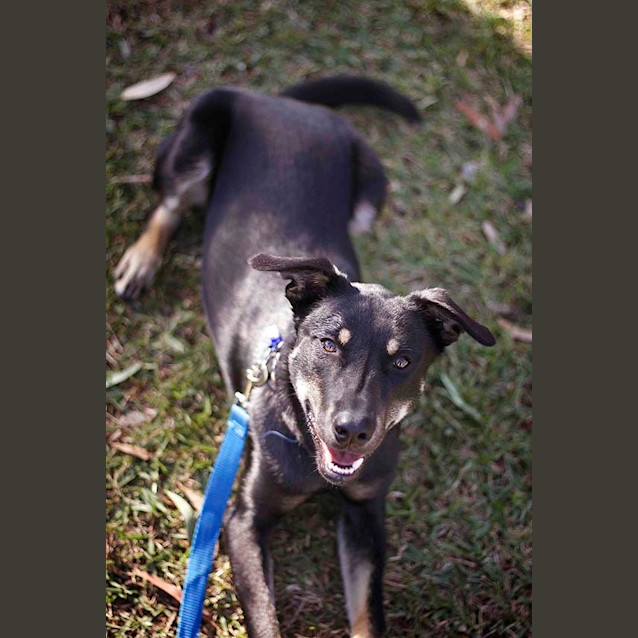 Photo of Jake ~ 7mo Kelpie X Boy (On Trial 26/06/16)