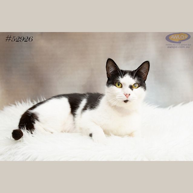 Photo of Carya