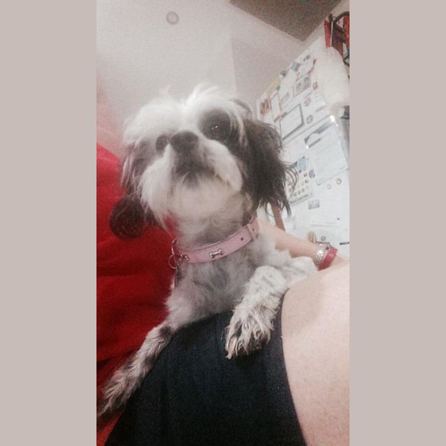 Photo of Chloe Princess (Adoption Pending)