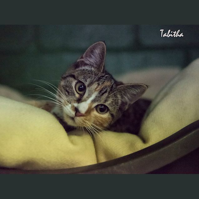 Photo of Tabitha Id29830