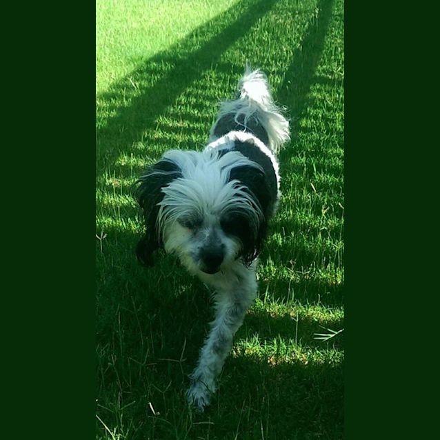 Photo of Chloe Princess (Adoption Pending)