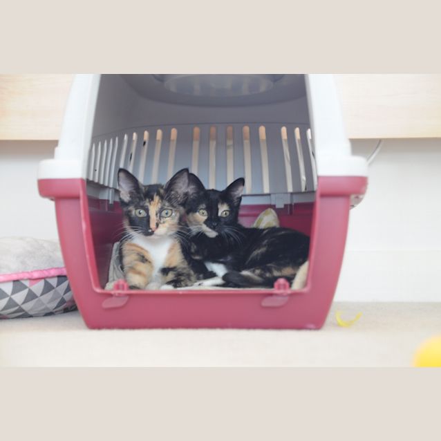 Photo of Cinnamon & Cashew