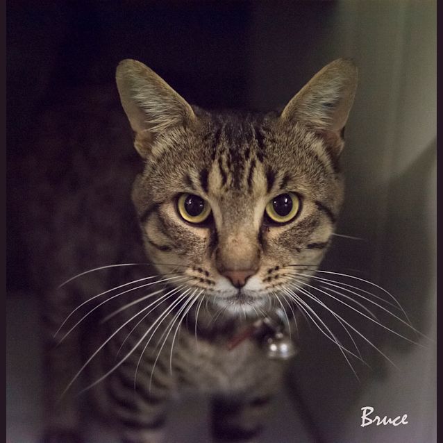 Photo of Bruce Id29563