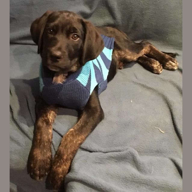 Photo of Alfie