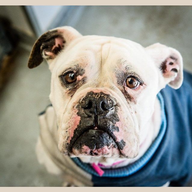 Photo of Bella (2763)