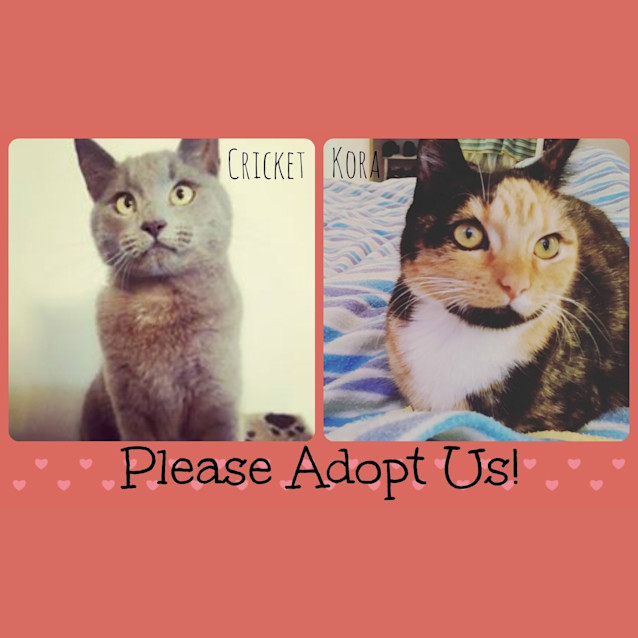 Photo of Cricket & Kora 