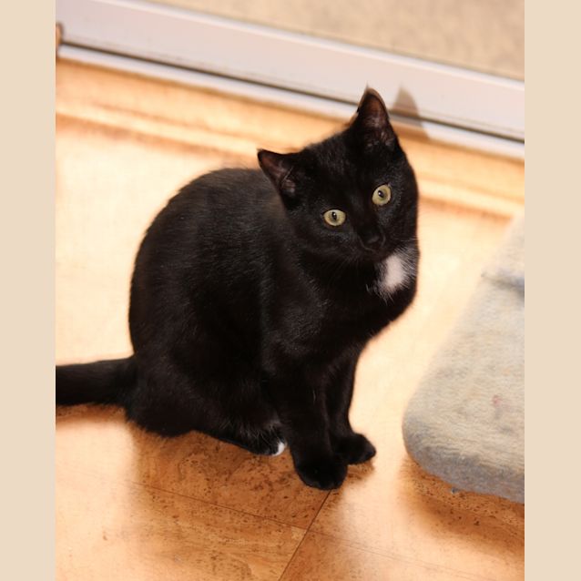 Photo of Miny **2nd Chance Cat Rescue**