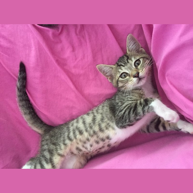 Photo of Olive