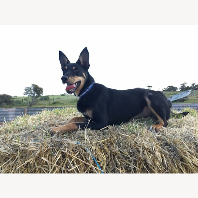 Photo of Ziva
