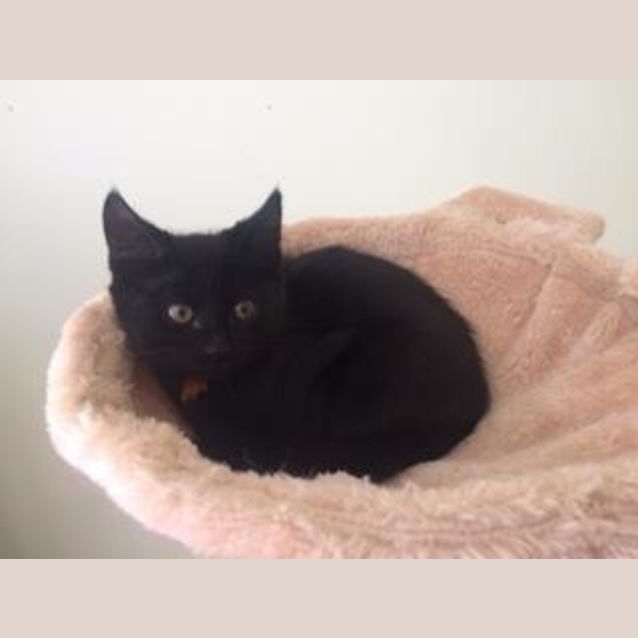 Photo of Bam Bam