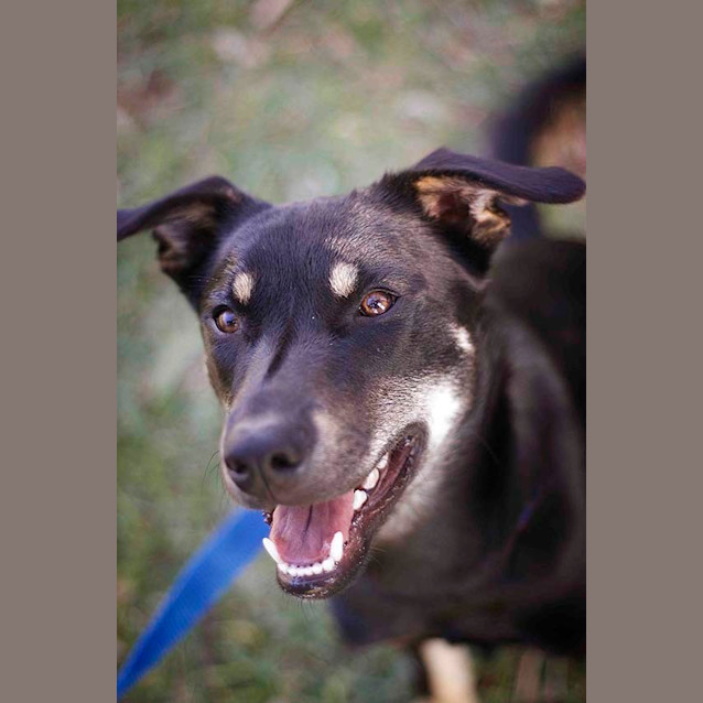 Photo of Jake ~ 7mo Kelpie X Boy (On Trial 26/06/16)