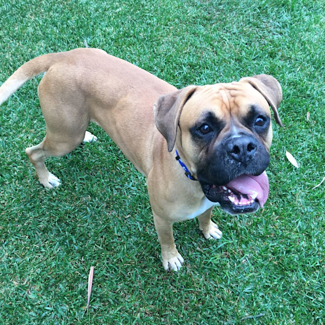 Photo of Skidz ~ 2.5yo Male Boxer (On Trial 17/6/16)