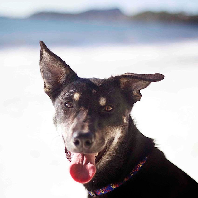 Photo of Jake ~ 7mo Kelpie X Boy (On Trial 26/06/16)