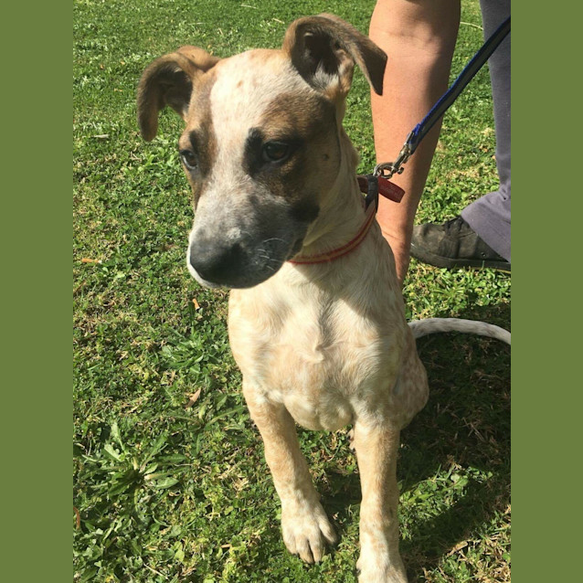 Photo of Calamity (Dog Friendly/Obed. Trained)