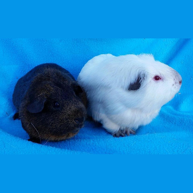 Photo of Buzz And Digby