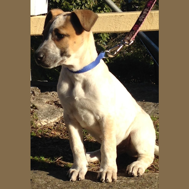 Photo of Jimmy (Cat/Dog/Child Friendly)