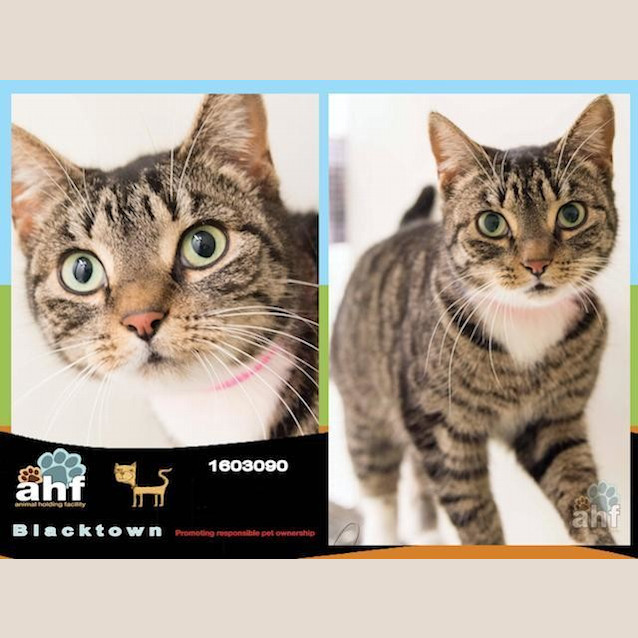 Photo of Joliet (3090)