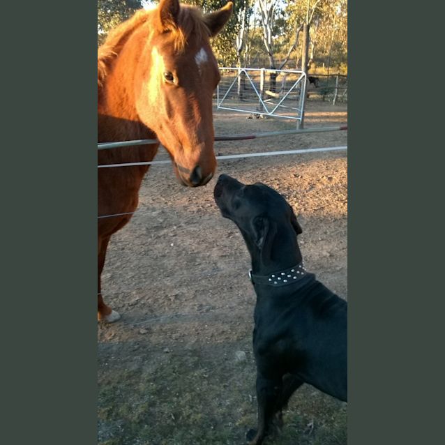 Photo of Sarge (Nsw)