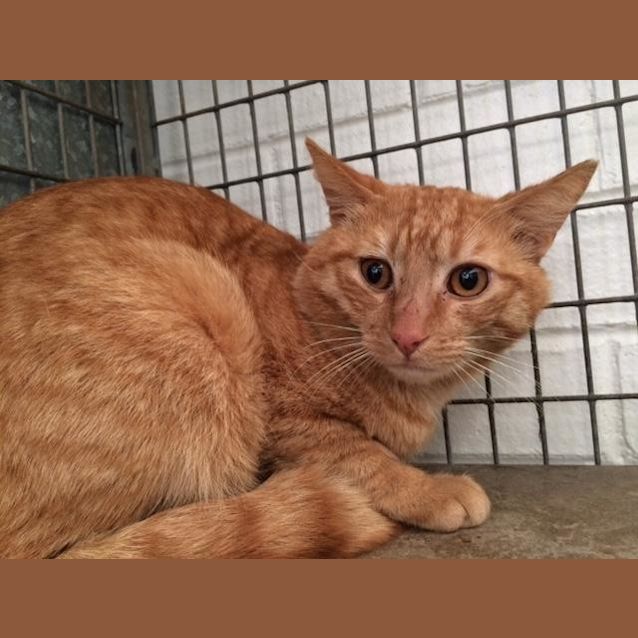 Photo of Dewy (3918)