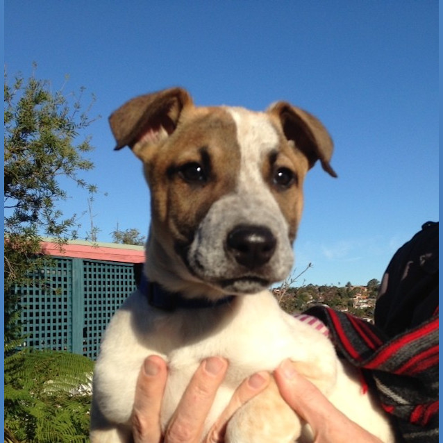 Photo of Jimmy (Cat/Dog/Child Friendly)