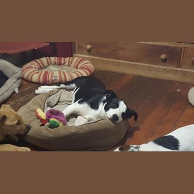 Photo of Squirt (At Rspca Big Adopt Day Sept 17 Brisbane)