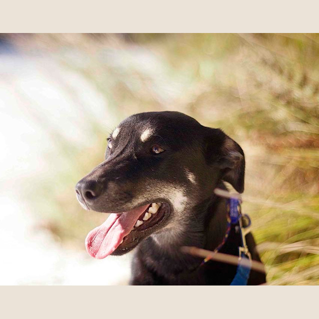 Photo of Jake ~ 7mo Kelpie X Boy (On Trial 26/06/16)