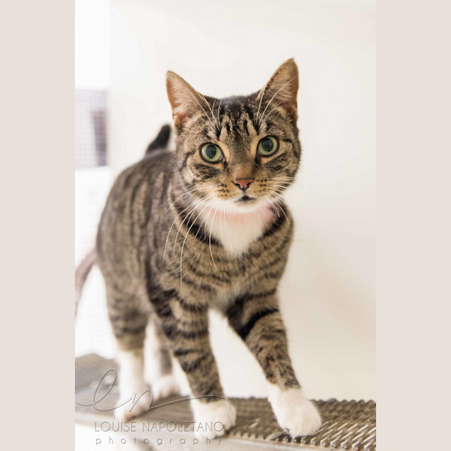 Photo of Joliet (3090)