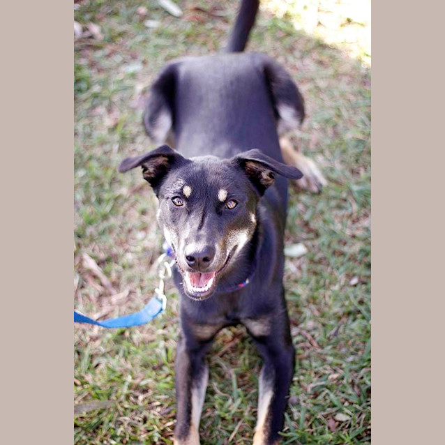 Photo of Jake ~ 7mo Kelpie X Boy (On Trial 26/06/16)