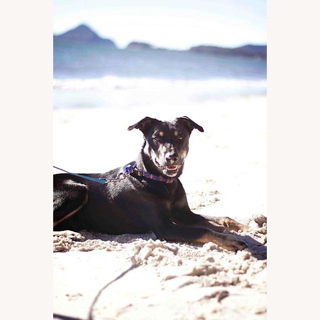 Photo of Jake ~ 7mo Kelpie X Boy (On Trial 26/06/16)