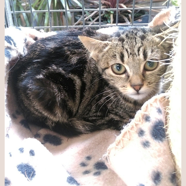 Photo of Skittles @ The Pet House, Tuggerah
