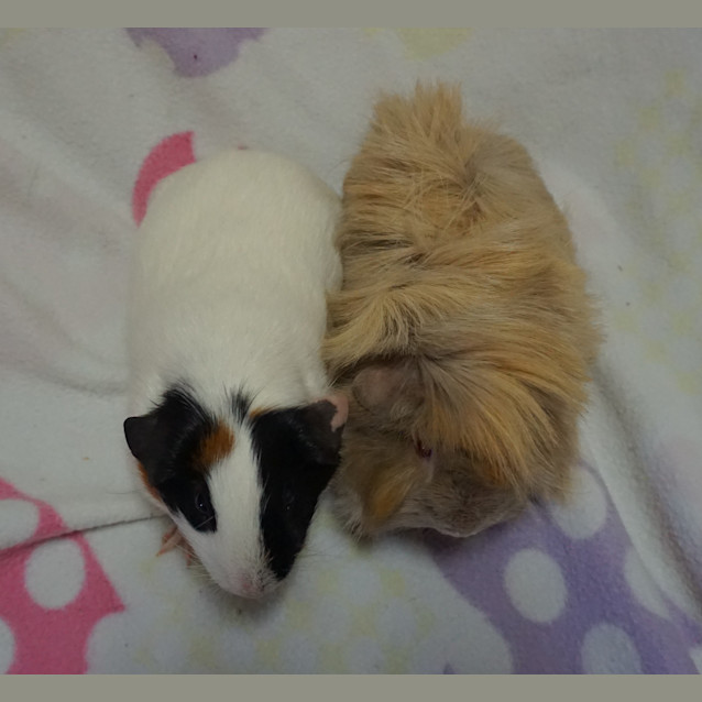 Photo of Pickles And Skruffles