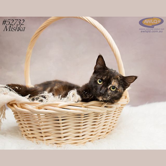 Photo of Mishka