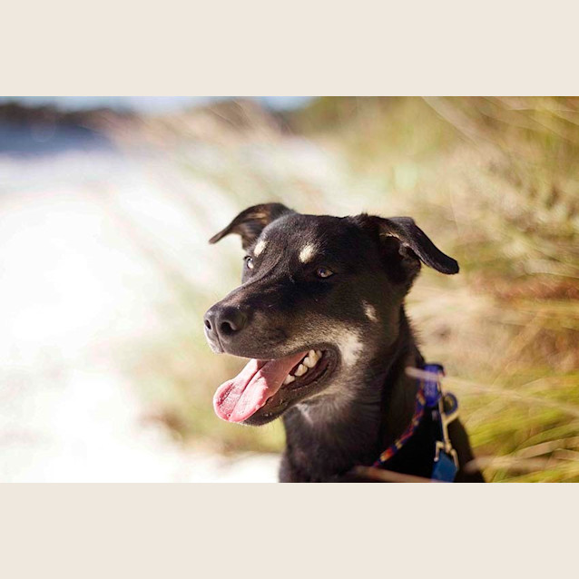 Photo of Jake ~ 7mo Kelpie X Boy (On Trial 26/06/16)