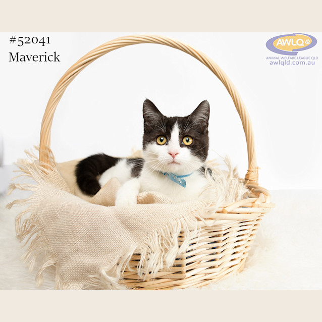 Photo of Maverick 