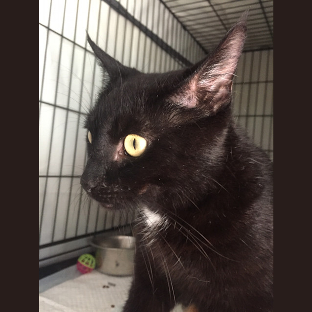 Photo of Halo (Child/Cat Friendly)