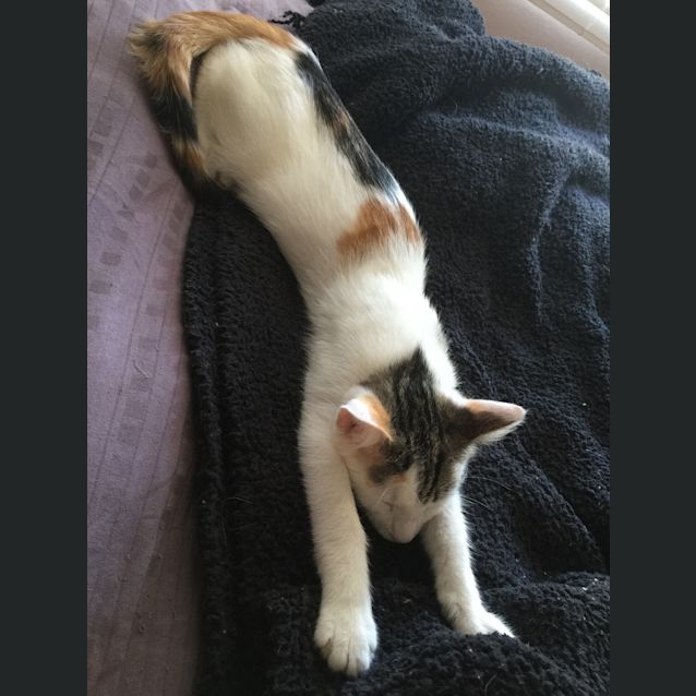 Photo of Cadbury   I'm Sweeter Than Chocolate!