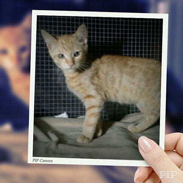 Photo of Picasso @ The Pet House Tuggerah