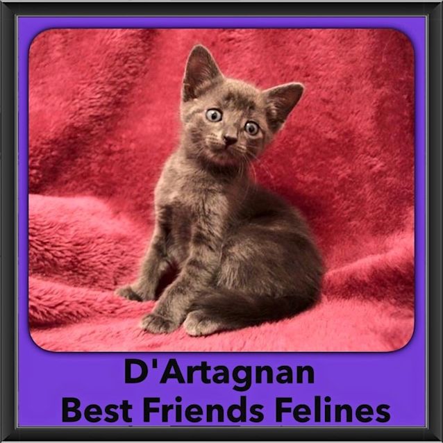 Photo of D'artagnan
