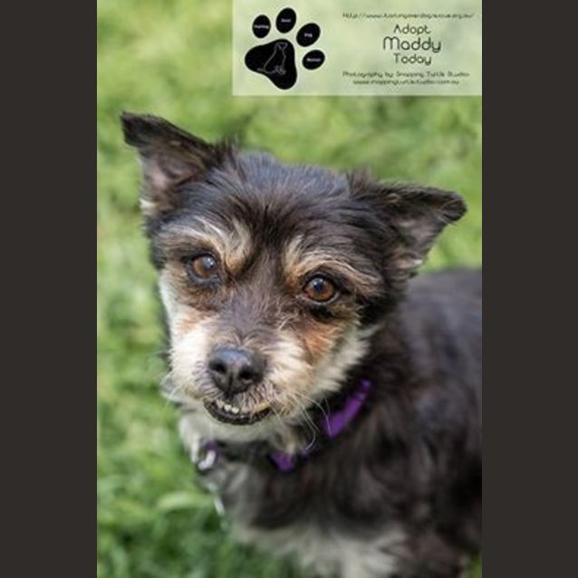 Photo of Maddie. Cat, Dog And People Friendly