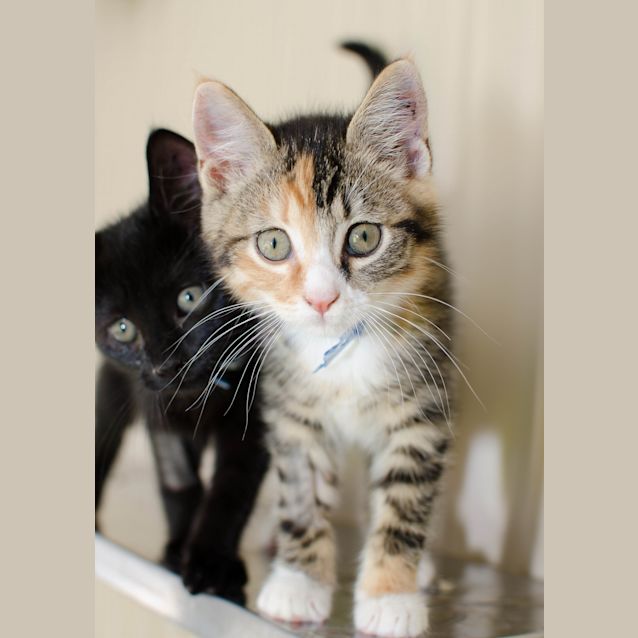 Photo of Nala
